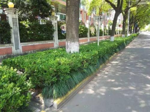 佛山市升級移動美化道路綠化帶，引領園林綠化工程新潮流